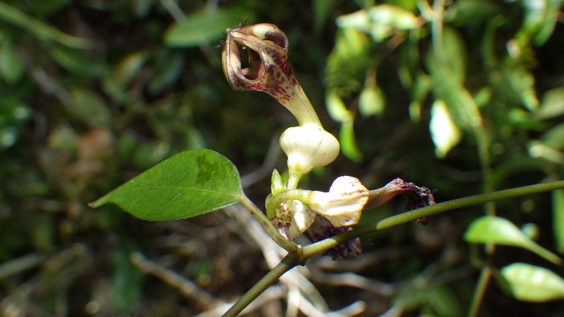 Ceropegia sankuruensis — photo