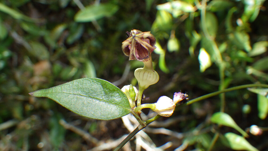 Ceropegia sankuruensis — photo