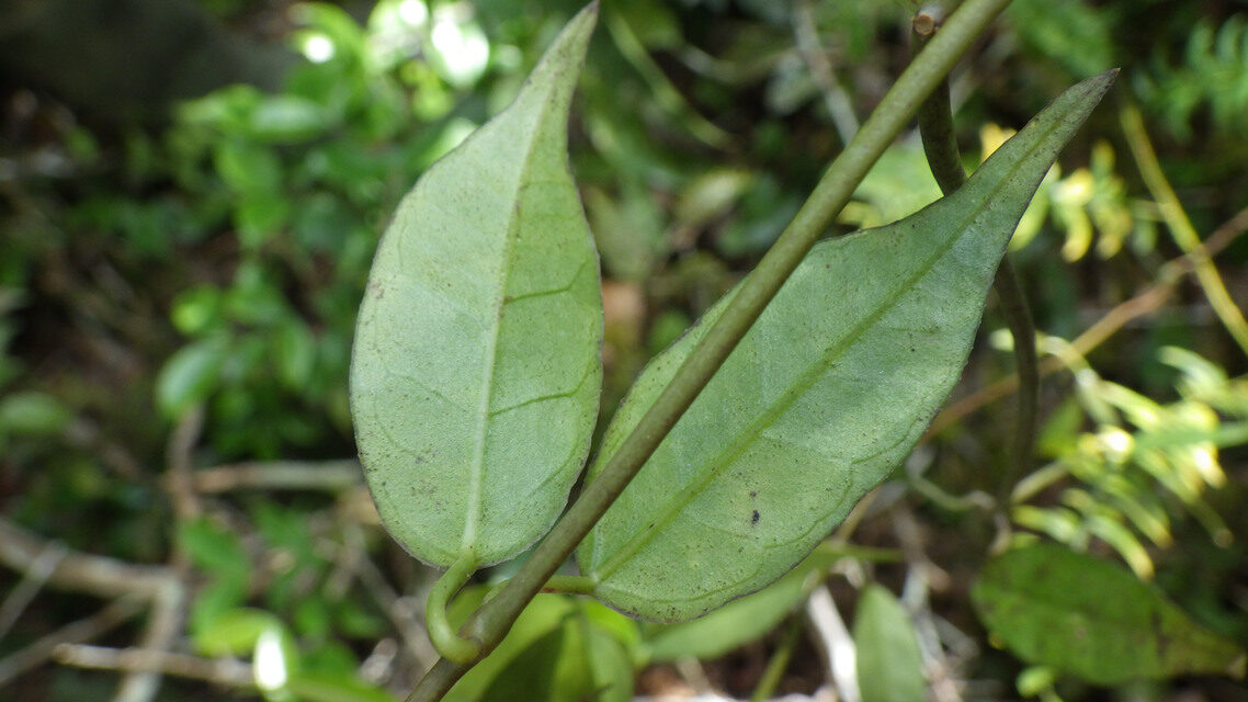 Ceropegia sankuruensis