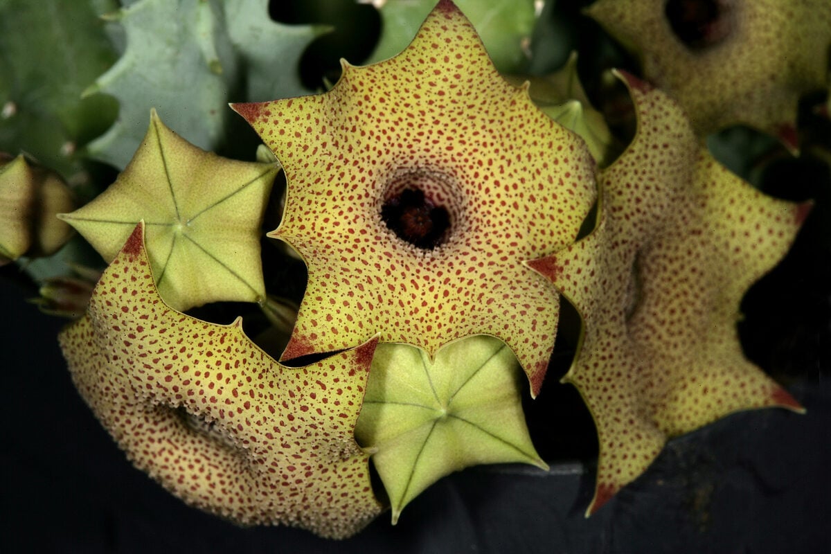 Ceropegia scabra — photo