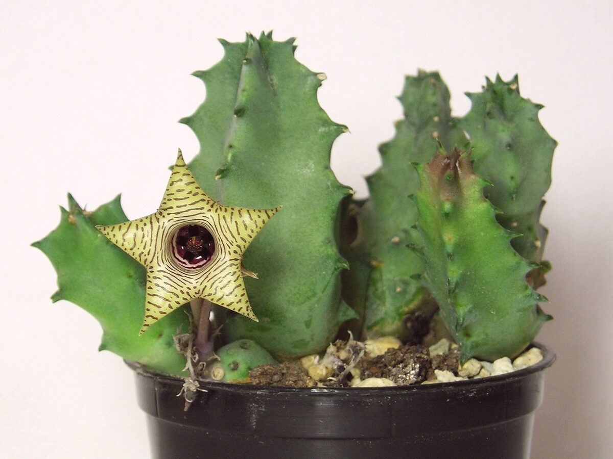 Ceropegia scabra