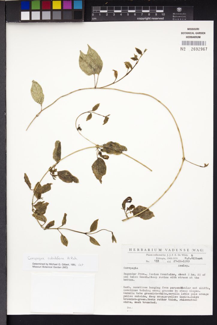 Ceropegia sobolifera — photo
