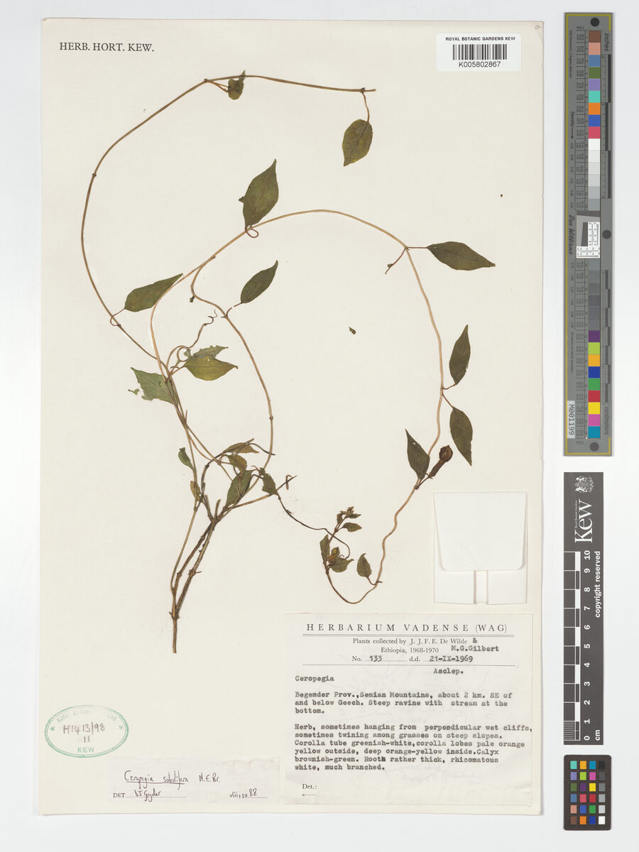 Ceropegia sobolifera — photo