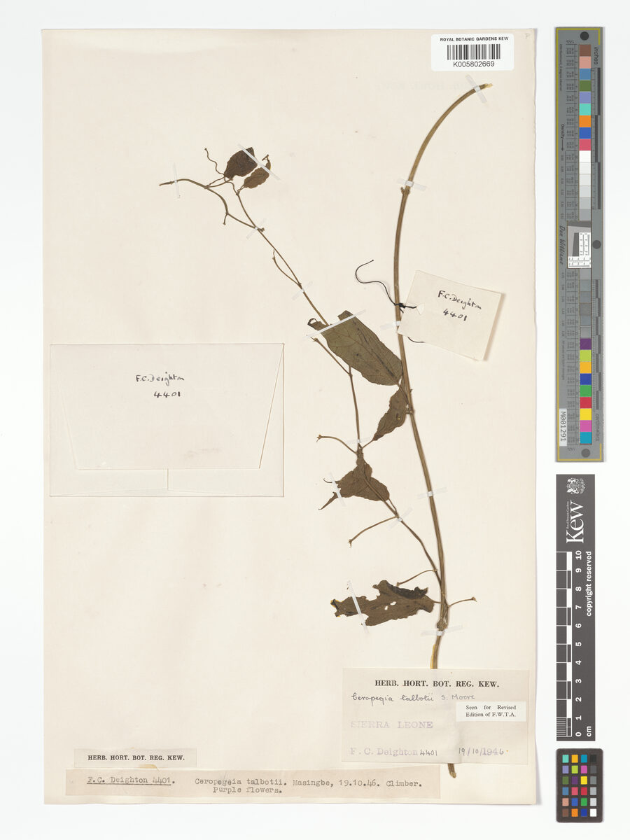 Ceropegia talbotii — photo