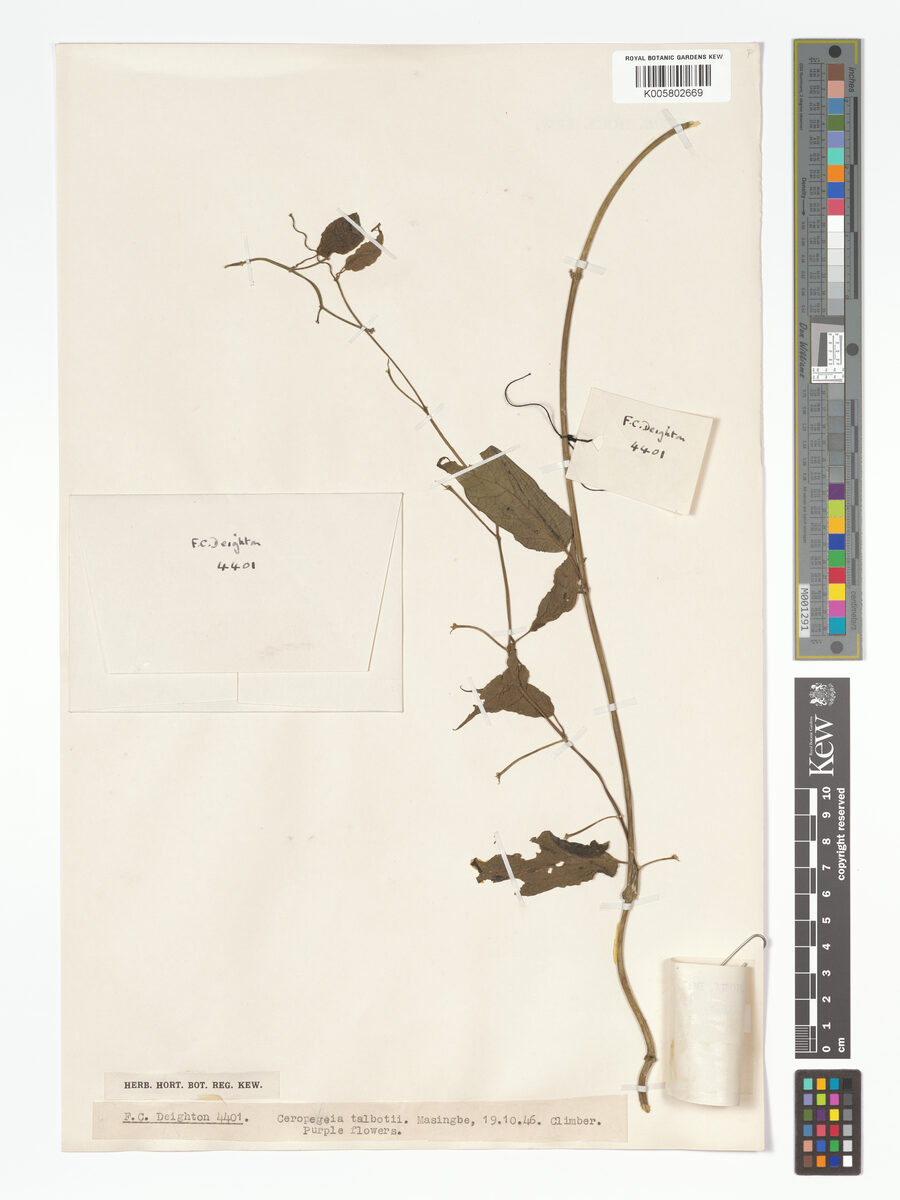 Ceropegia talbotii — photo