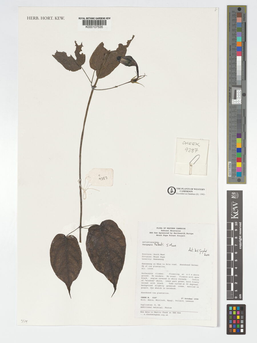 Ceropegia talbotii
