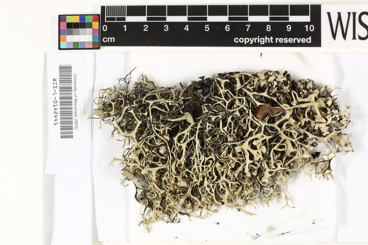 Cetrariastrum sp. — photo