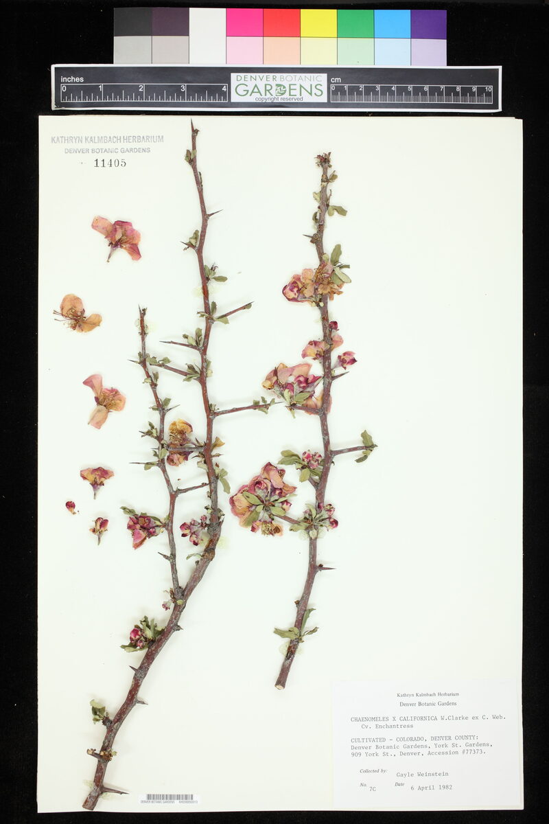 Chaenomeles x californica (California Quince) — photo
