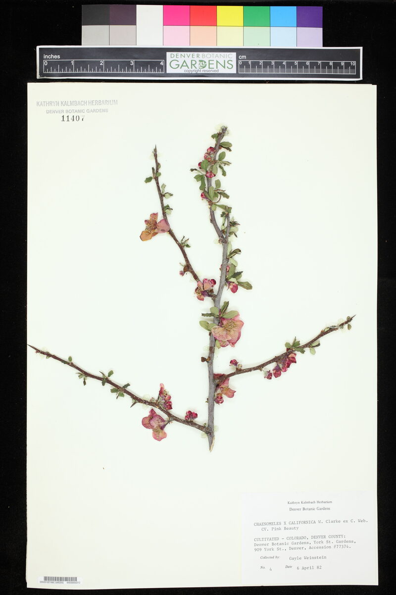 Chaenomeles x californica