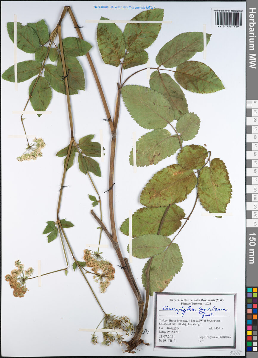 Chaerophyllum byzantinum — photo