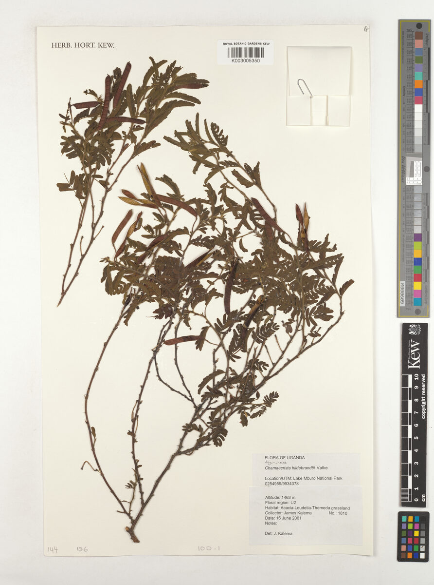 Chamaecrista hildebrandtii — photo