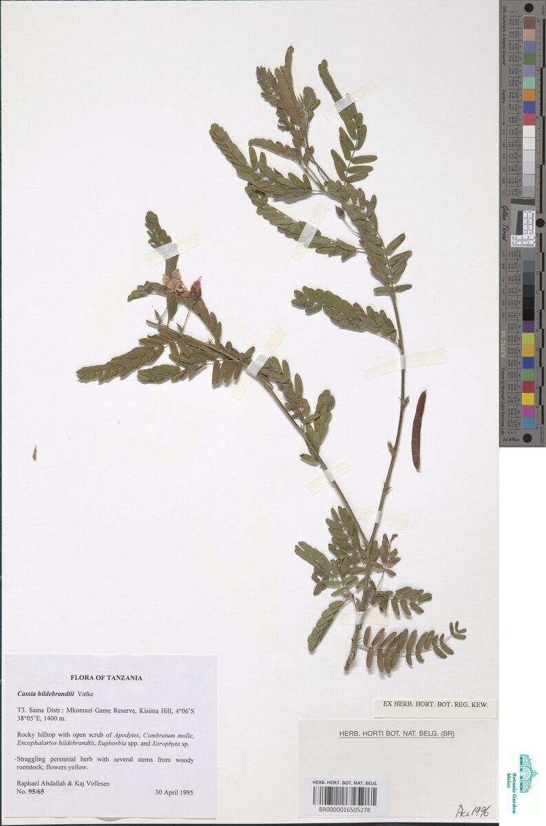 Chamaecrista hildebrandtii — photo