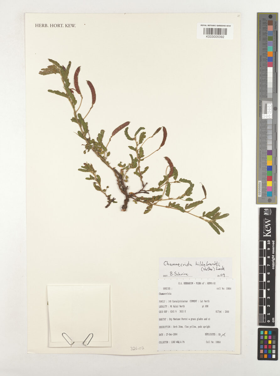 Chamaecrista hildebrandtii