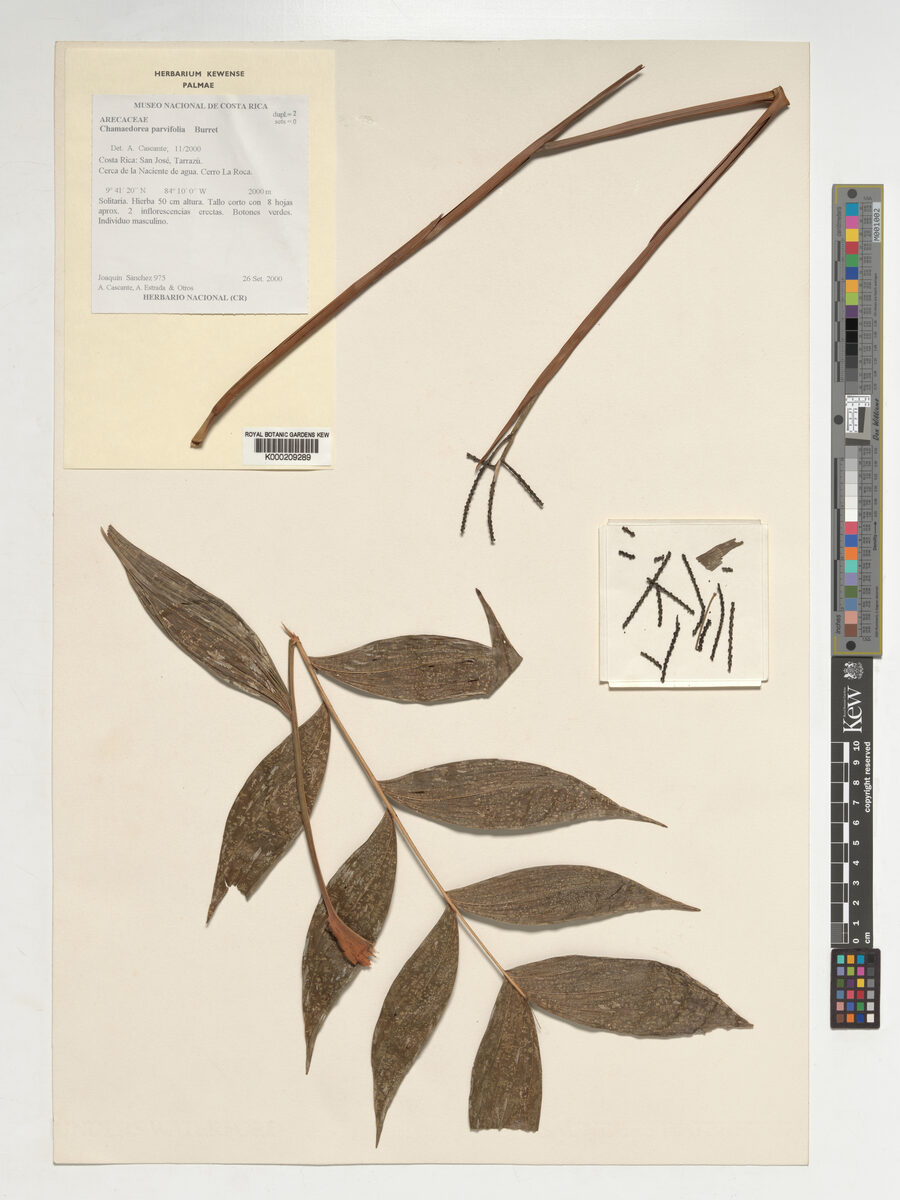 Chamaedorea parvifolia — photo