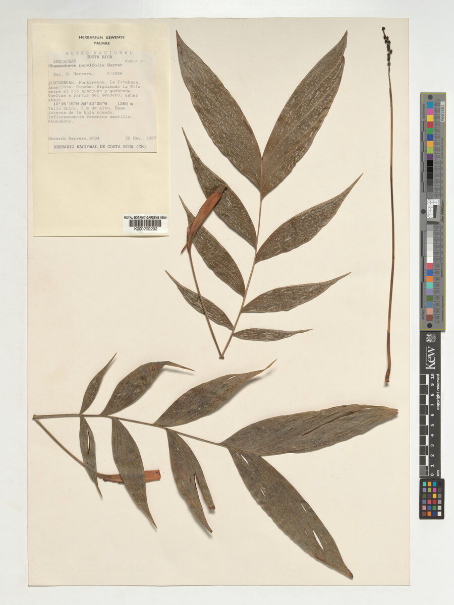 Chamaedorea parvifolia — photo