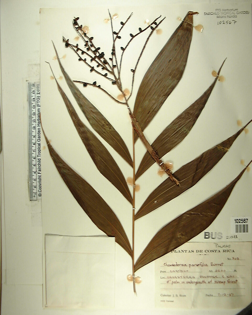 Chamaedorea parvifolia