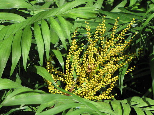 Chamaedorea tepejilote (Pacaya) — photo