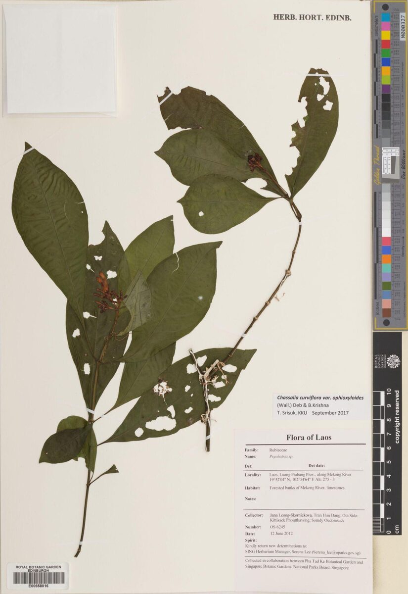 Chassalia curviflora var. ophioxyloides (Curved flower snake Chassalia) — photo