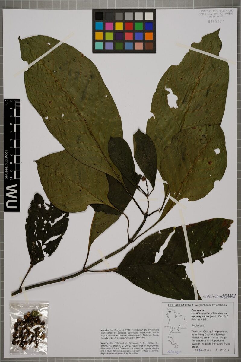Chassalia curviflora var. ophioxyloides (Curved flower snake Chassalia) — photo