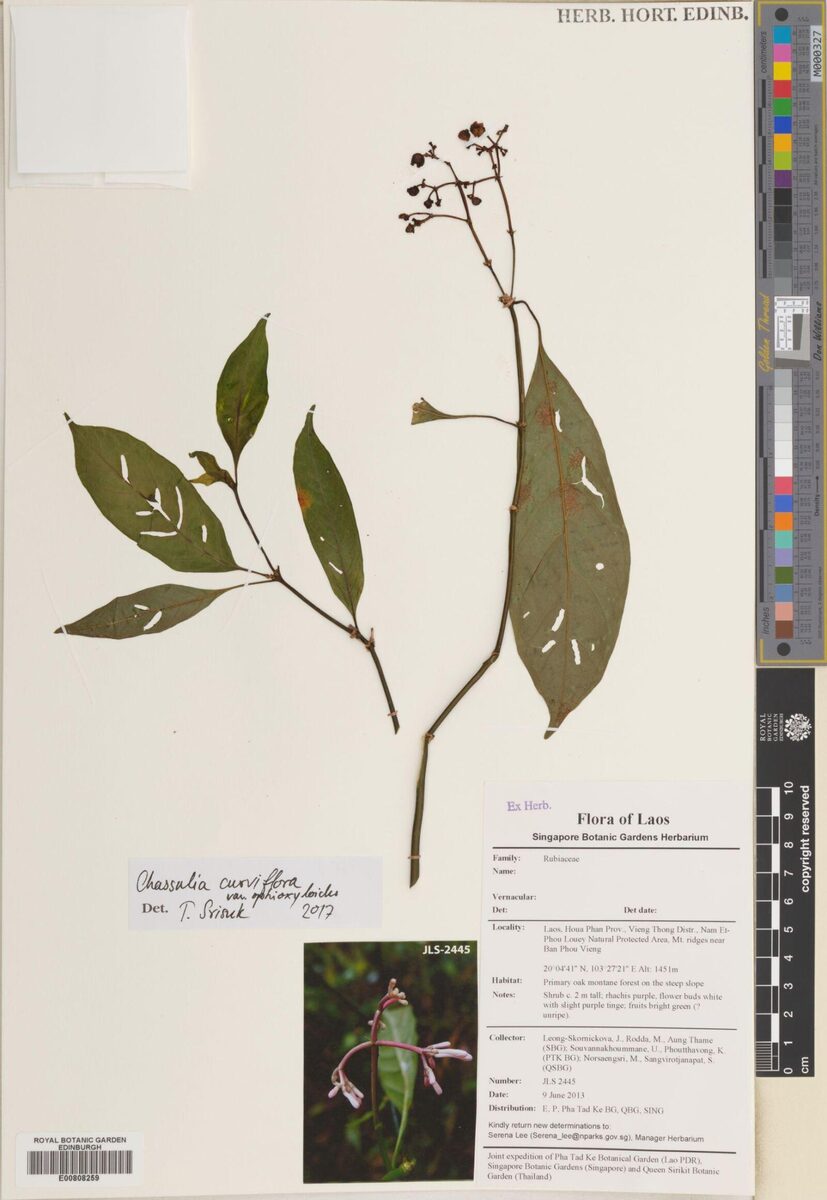 Chassalia curviflora var. ophioxyloides