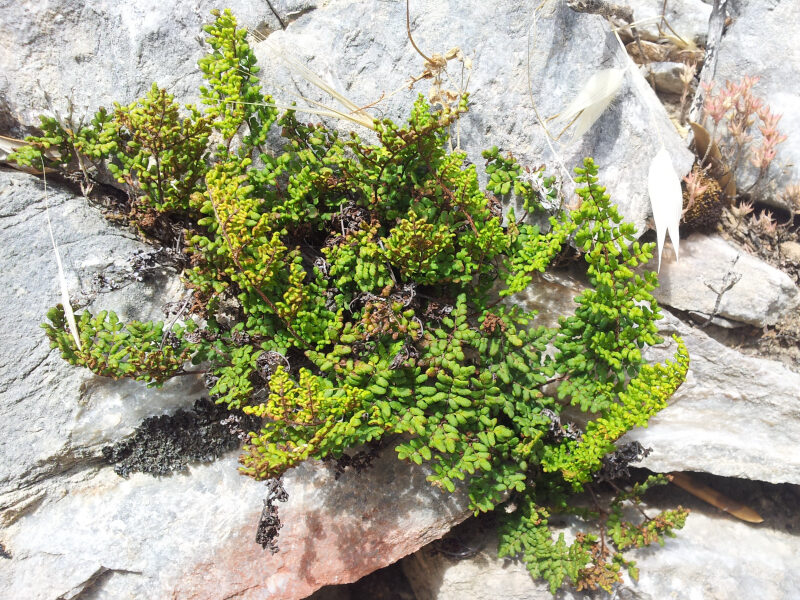 Cheilanthes pteridioides - (Reichard.)C.Chr. (Ressurection Fern) — photo