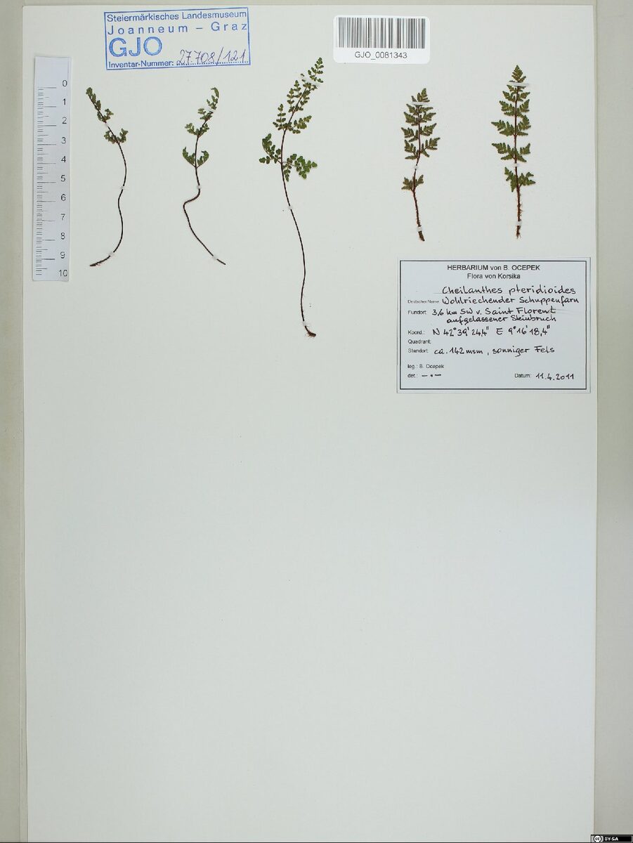 Cheilanthes pteridioides - (Reichard.)C.Chr. (Ressurection Fern) — photo