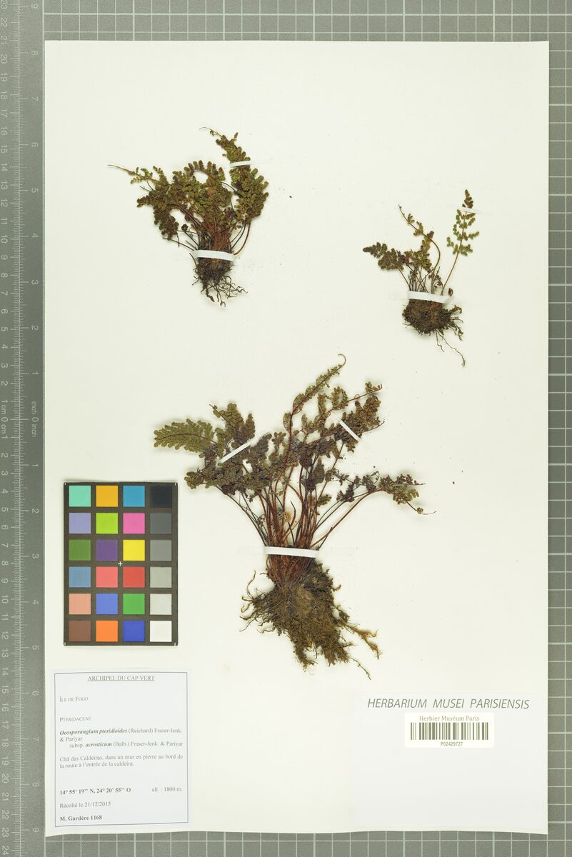 Cheilanthes pteridioides - (Reichard.)C.Chr.