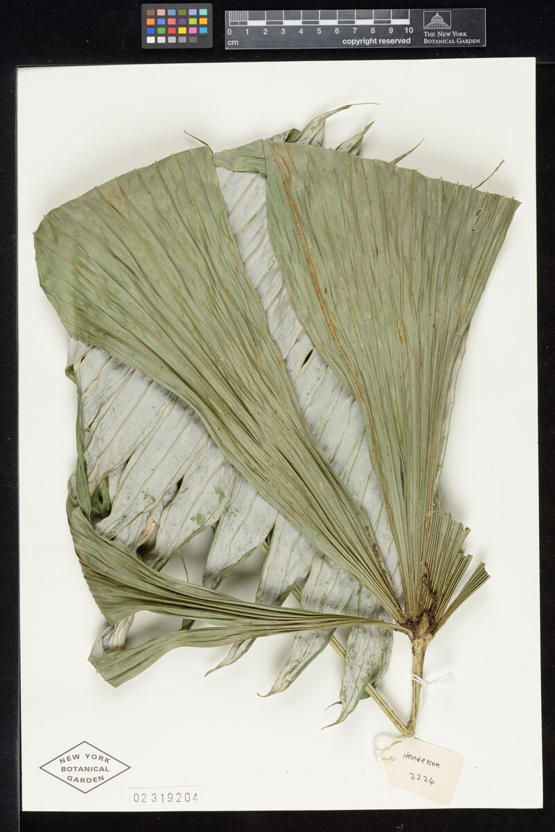 Chelyocarpus repens — photo