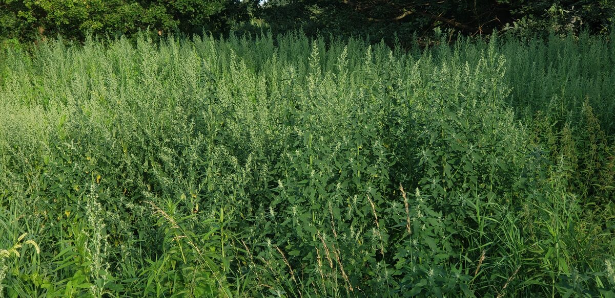 Chenopodium album (Fat hen) — photo