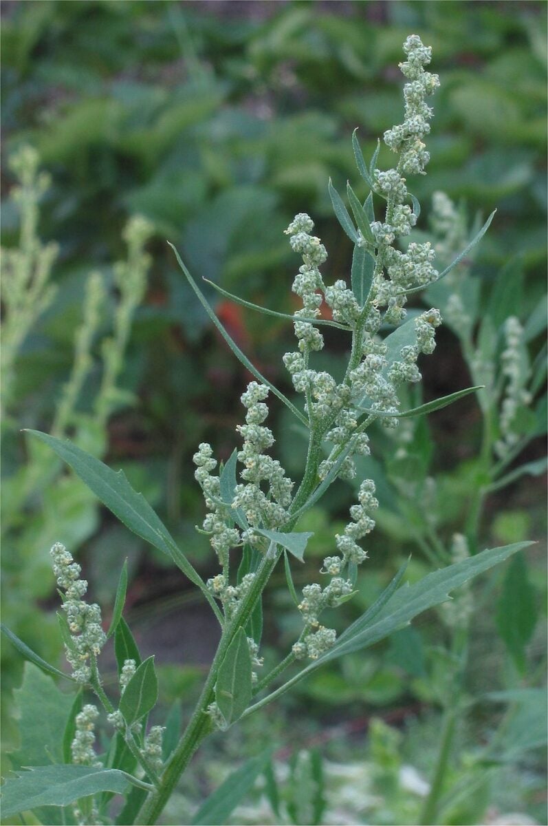 Chenopodium album (Fat hen) — photo