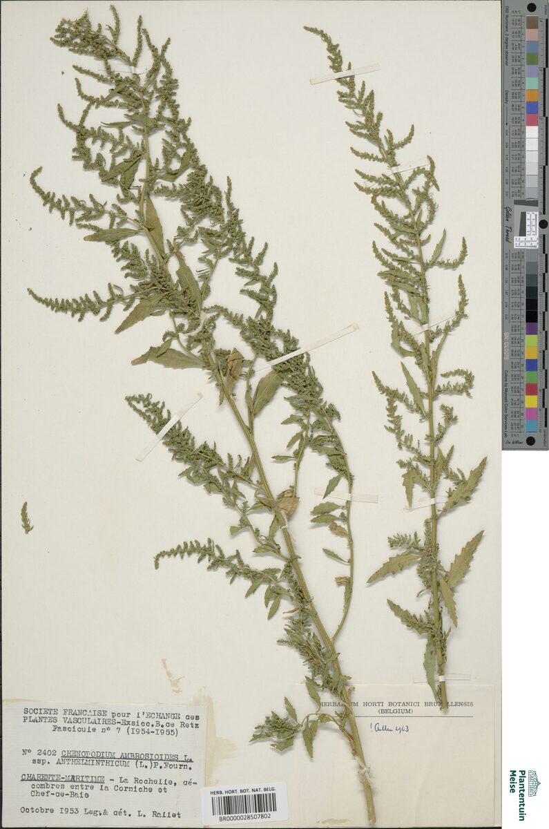 Chenopodium ambrosioides anthelminticum - (L.)Gray. (Wormseed) — photo