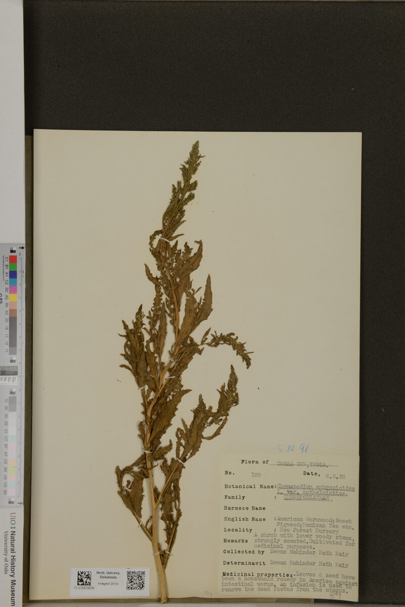 Chenopodium ambrosioides anthelminticum - (L.)Gray.
