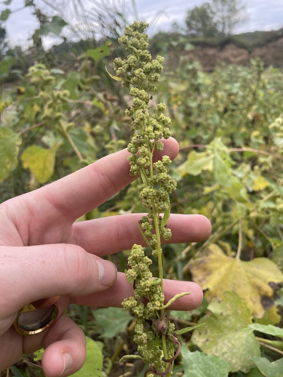 Chenopodium berlandieri var. bushianum (Bush's Goosefoot) — photo