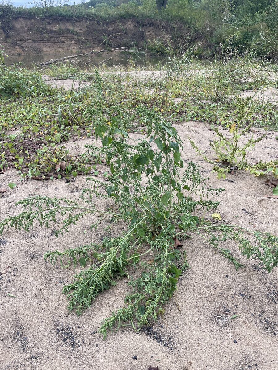 Chenopodium berlandieri var. bushianum