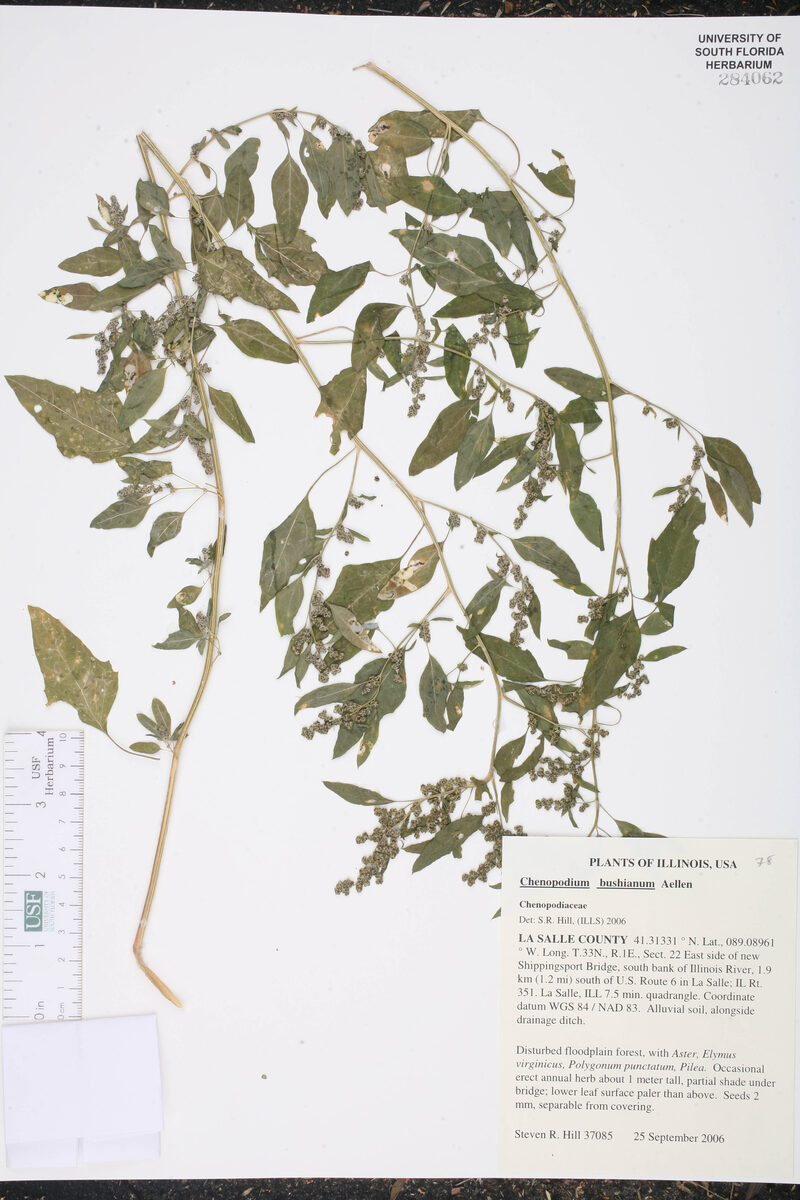 Chenopodium bushianum (Bush's goosefoot) — photo