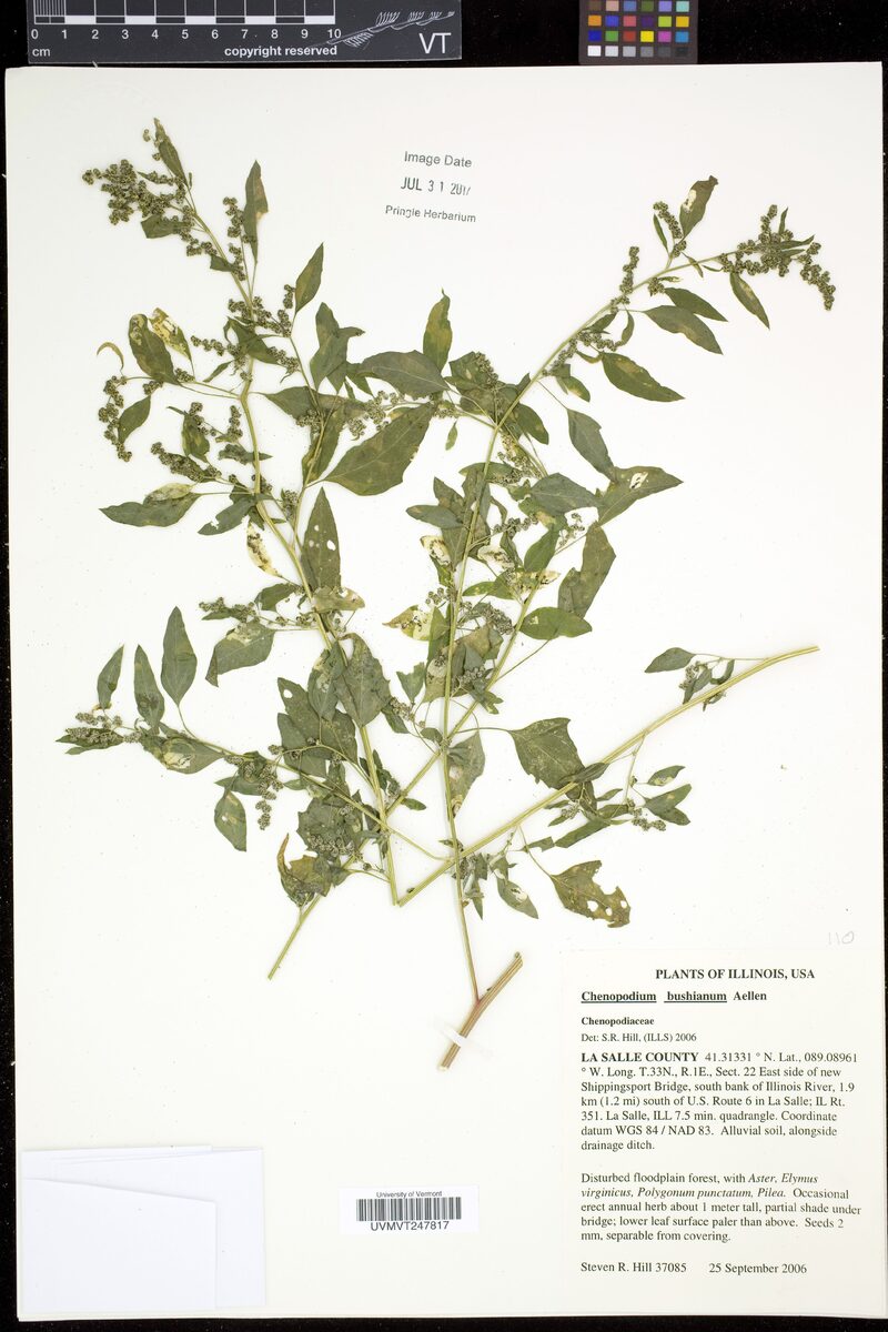 Chenopodium bushianum (Bush's goosefoot) — photo