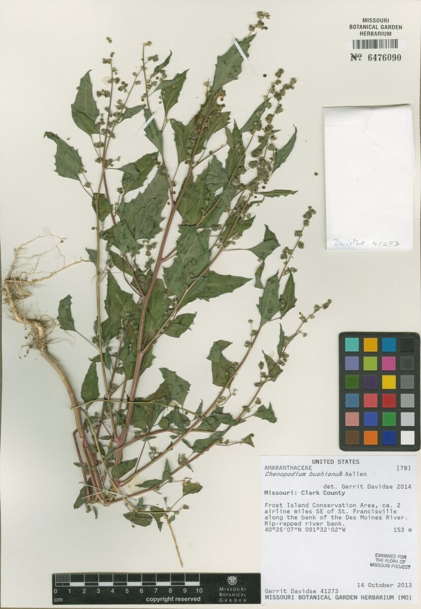 Chenopodium bushianum