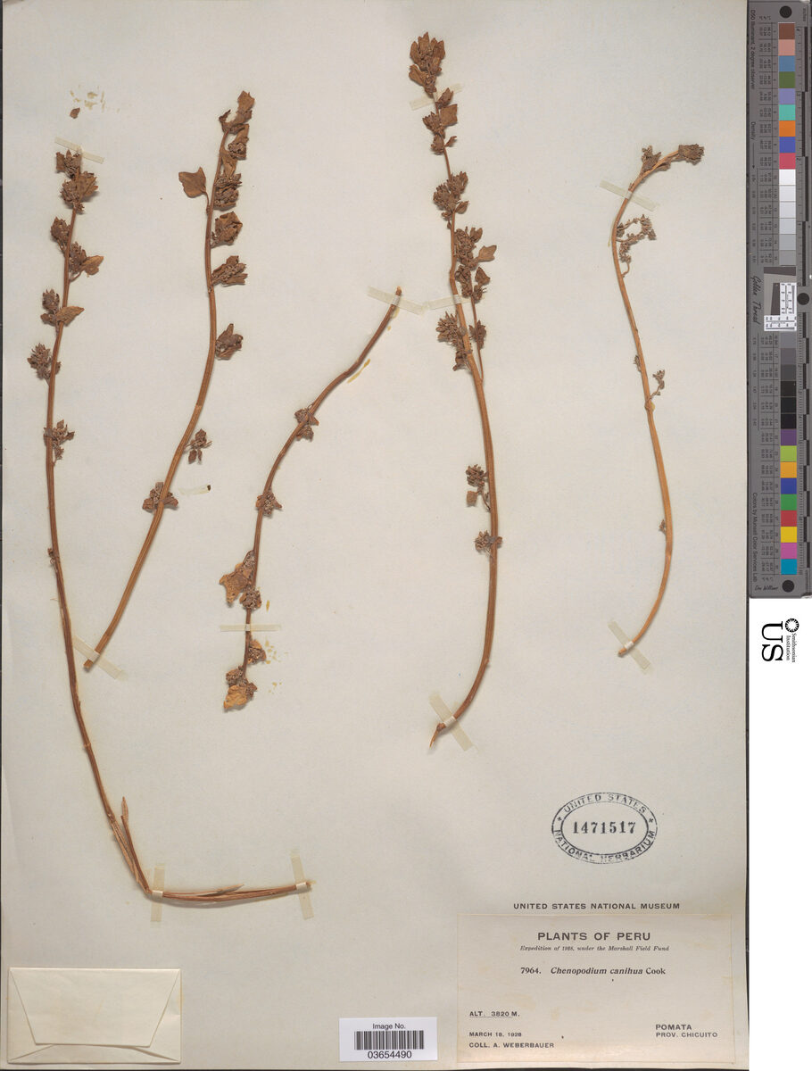 Chenopodium canihua