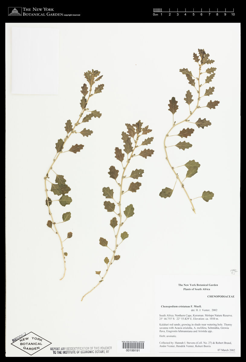 Chenopodium cristatum (Crested Goosefoot) — photo