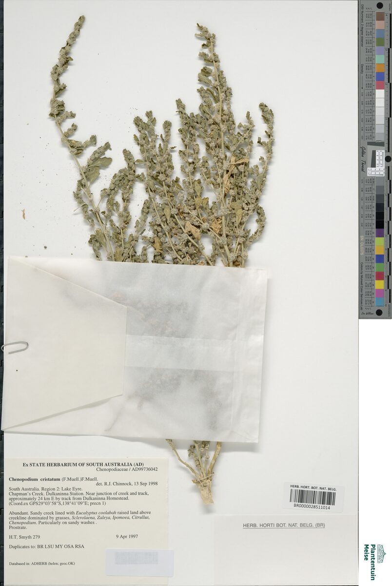 Chenopodium cristatum (Crested Goosefoot) — photo