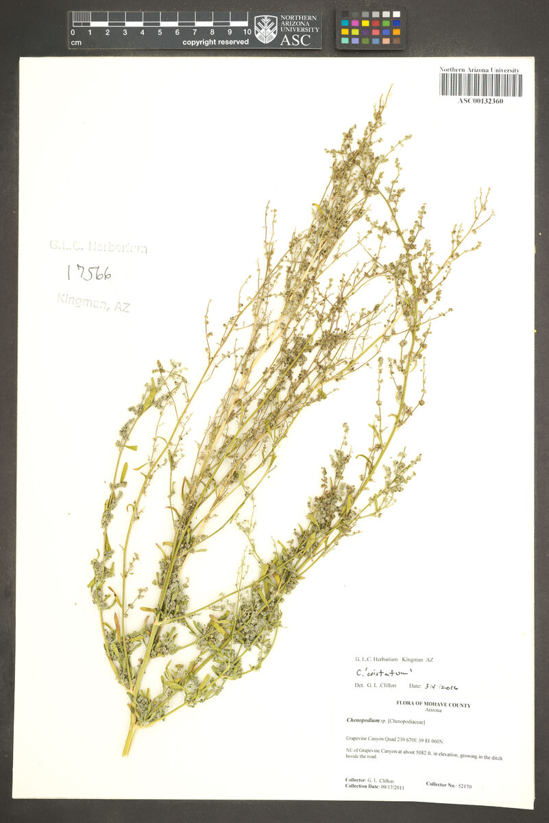 Chenopodium cristatum
