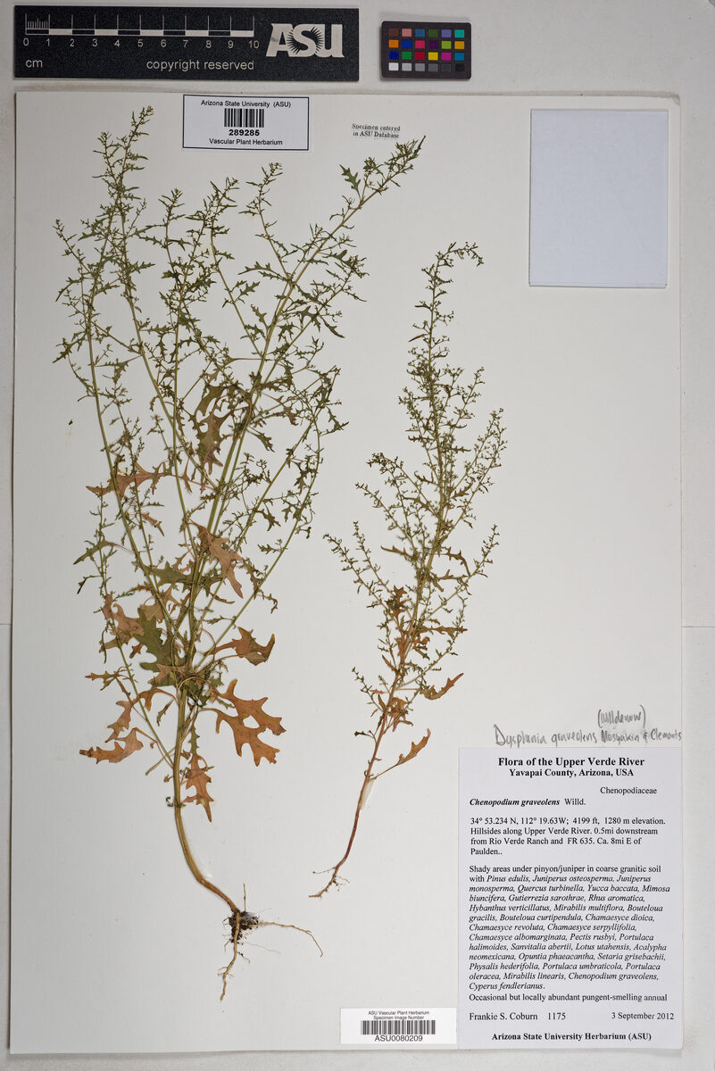 Chenopodium graveolens (Foetid Goosefoot) — photo