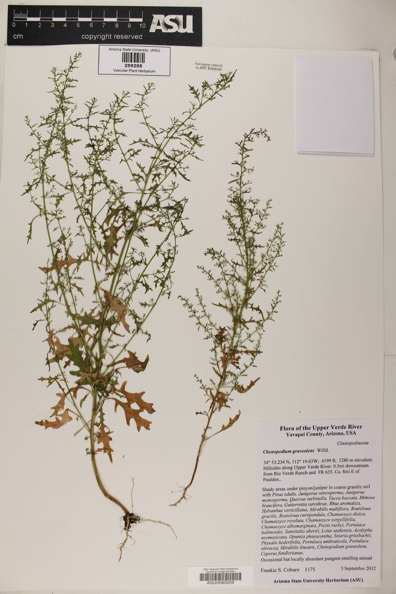 Chenopodium graveolens (Foetid Goosefoot) — photo