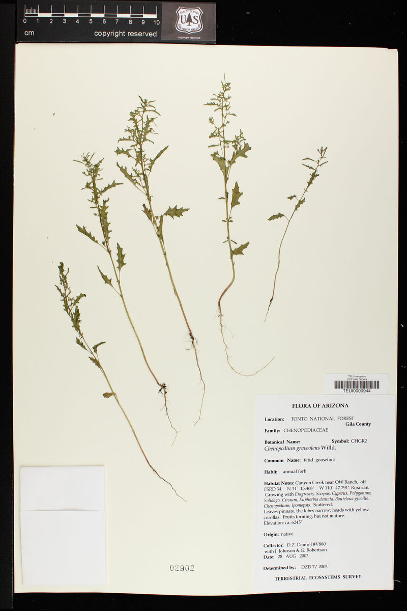 Chenopodium graveolens
