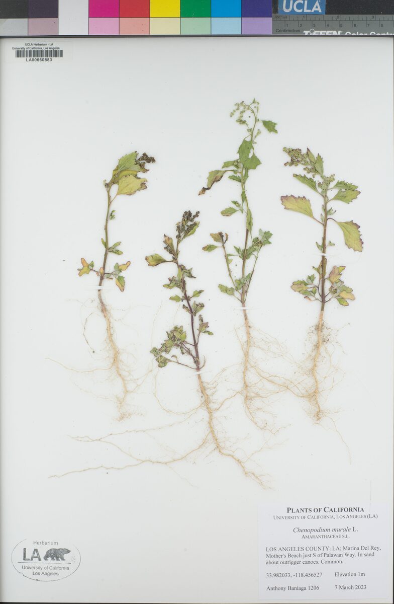 Chenopodium murale (Nettleleaf Goosefoot) — photo