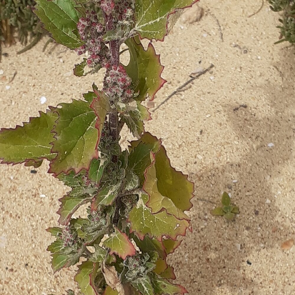 Chenopodium murale (Nettleleaf Goosefoot) — photo