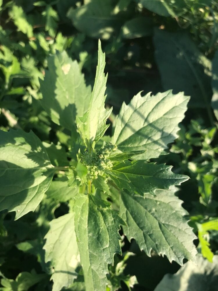 Chenopodium murale