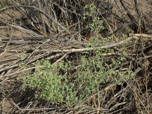 Chenopodium nevadense (Nevada Goosefoot) — photo