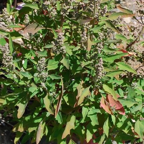 Chenopodium nuttalliae