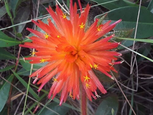 Chenopodium oahuense (Goosefoot) — photo